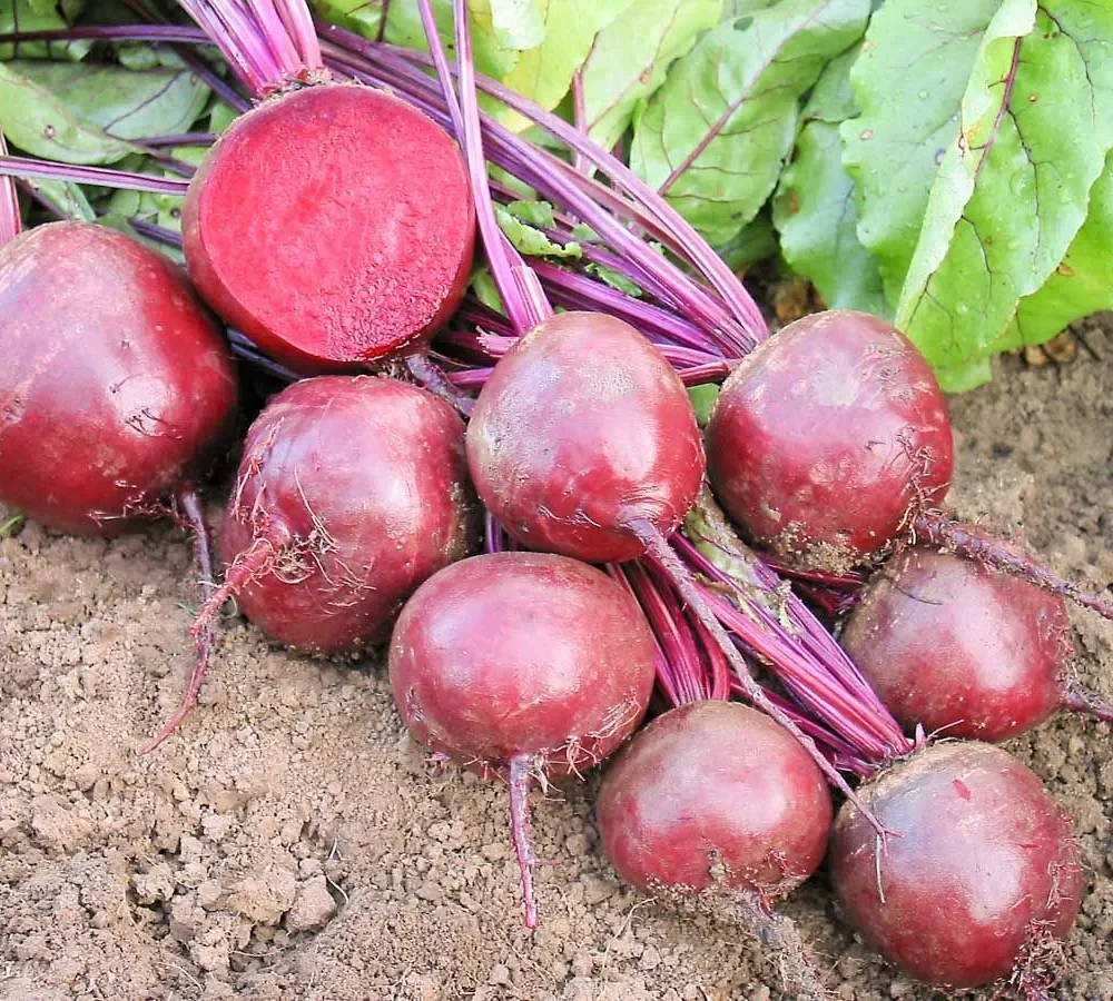 Rdeča pesa "Robuschka"