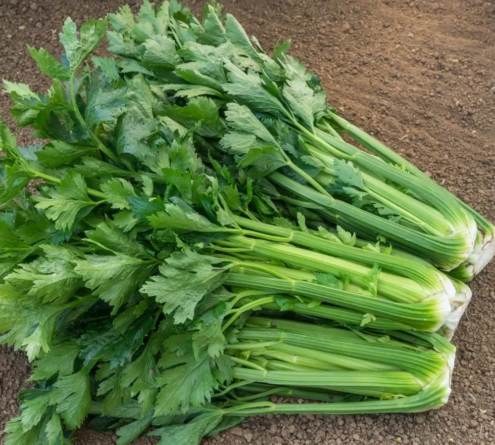 Stebelna zelena "Tall Utah"