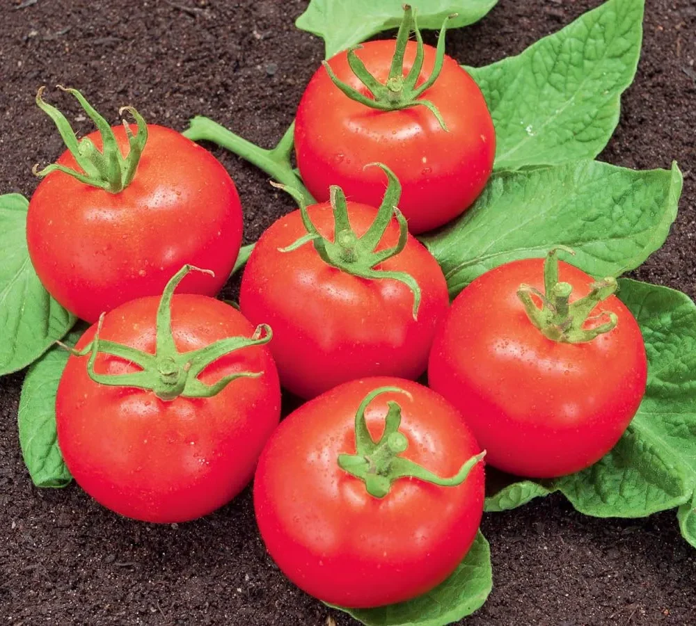 Paradižnik "Matina"