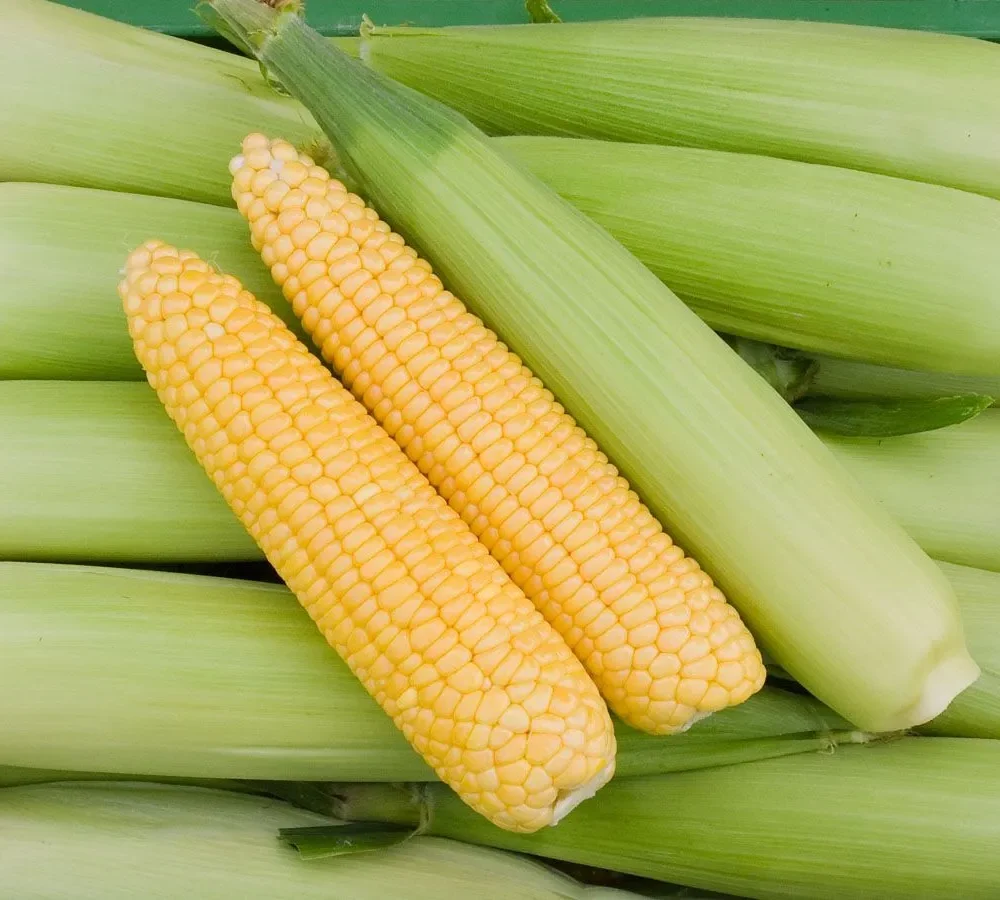 Koruza "Golden Bantam"