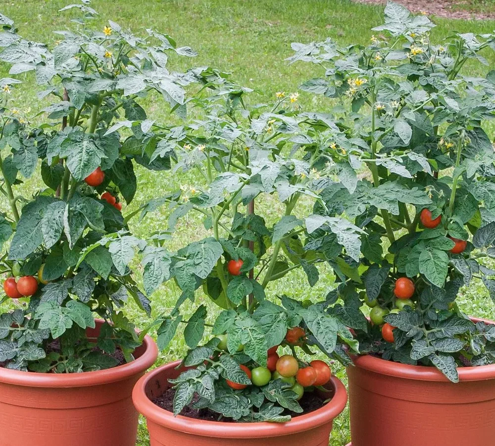 Paradižnik "Bogus Fruchta"