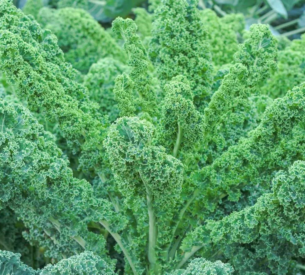 Kodrolistno zelje "Lerchenzungen"