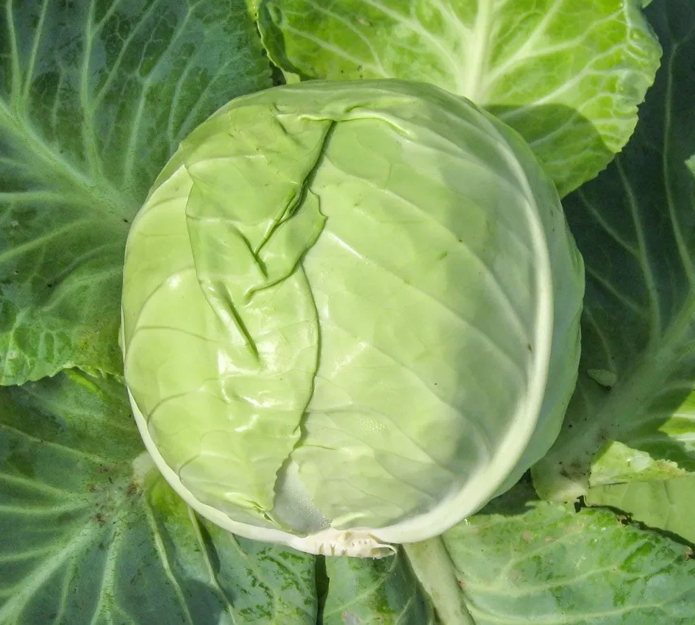 Zelje "Nagels Frühweiß"