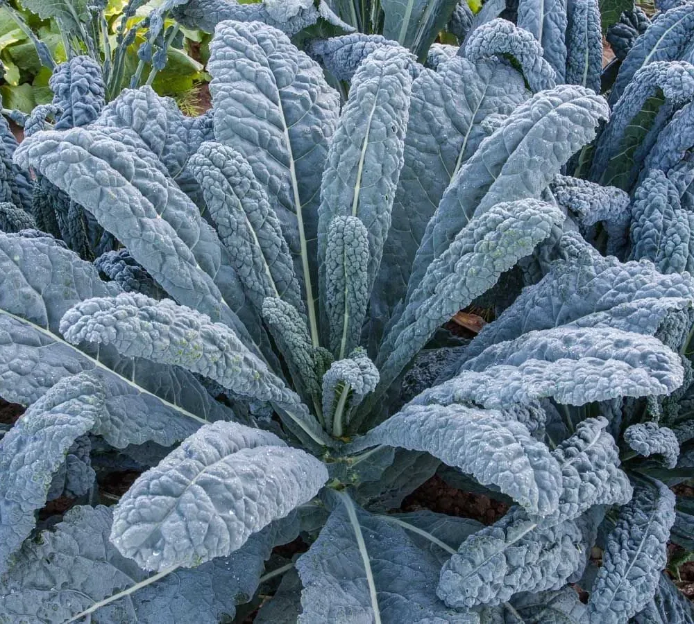 Zelje "Nero di Toscana"