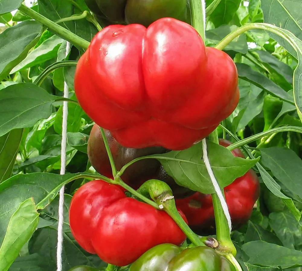 Paprika "Liebesapfel"
