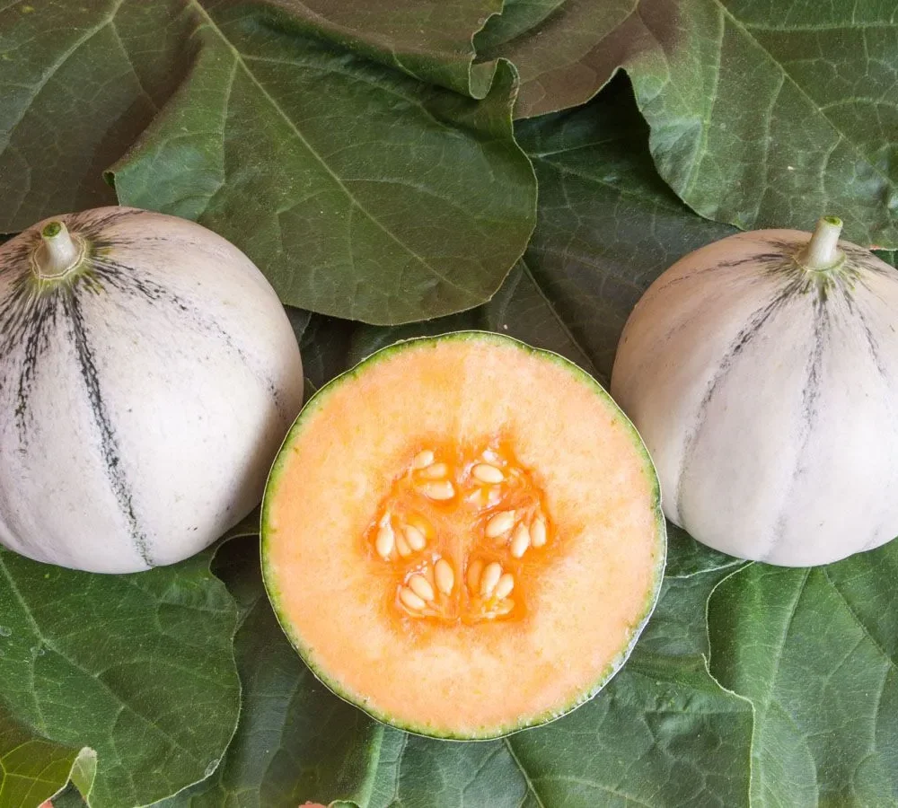 Melona "Charentais Murrmel"