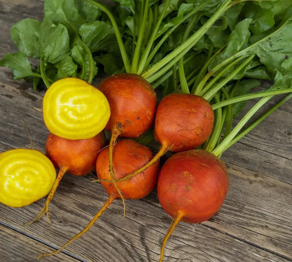 Rumena pesa "Wintersonne"