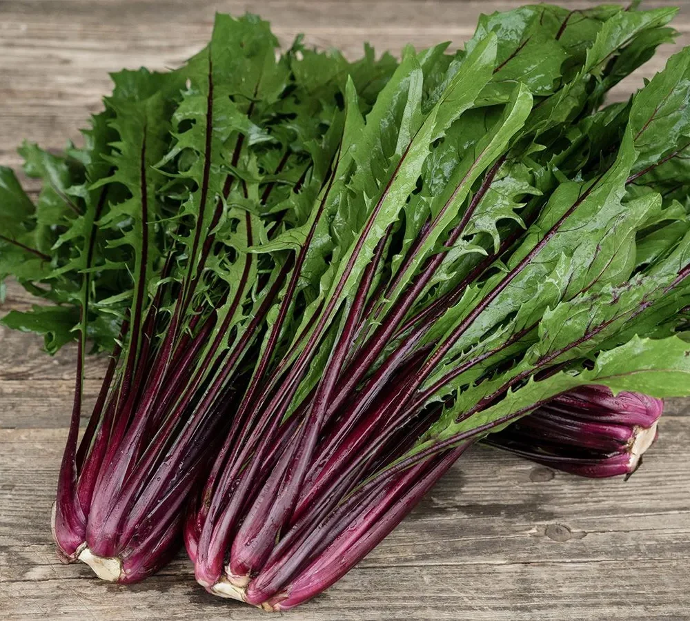 Radič "Rossa Italia"