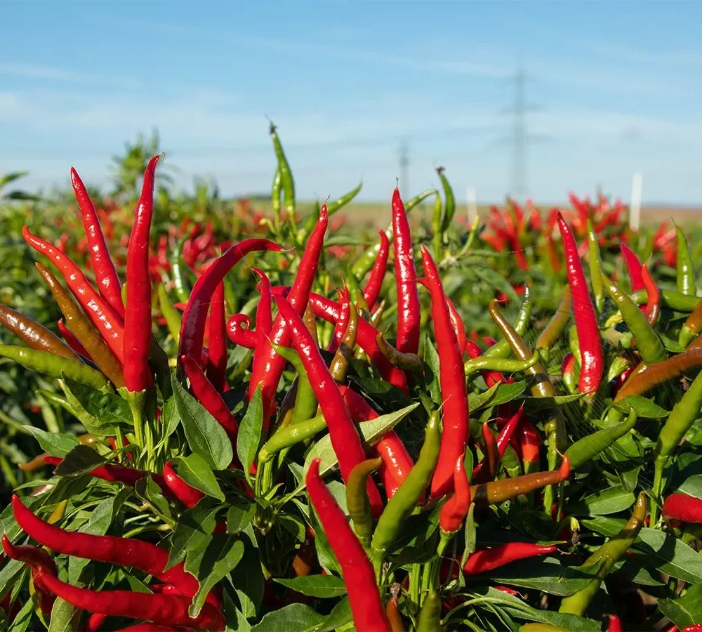 Čili "Red Gunda"