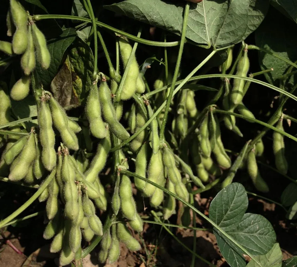 Edamame "Hokkai Green"