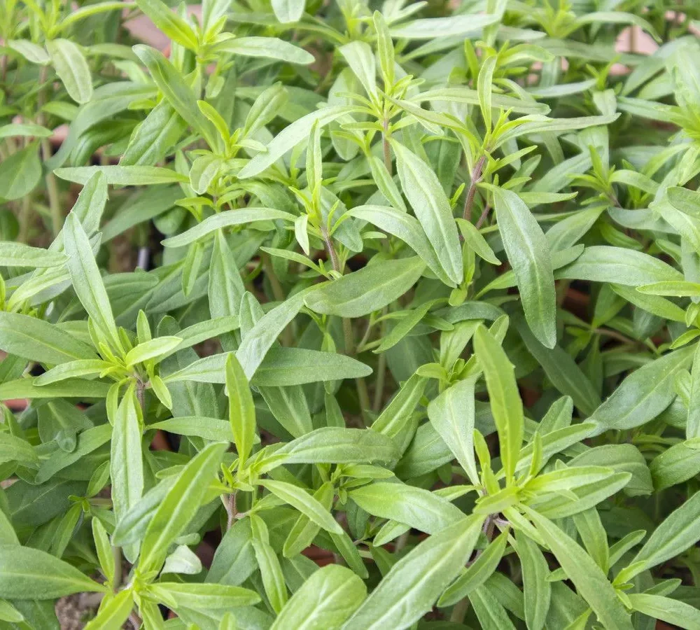 Šetraj Satureja Hortensis