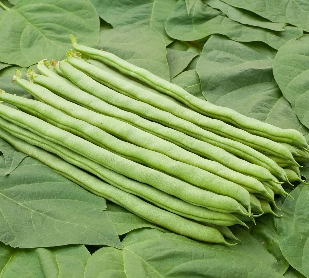 Visok fižol Neckarkönigin