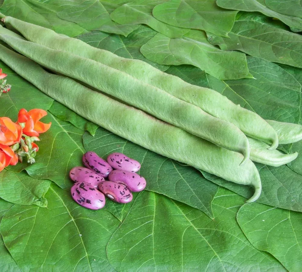 Visok fižol Preisgewinner