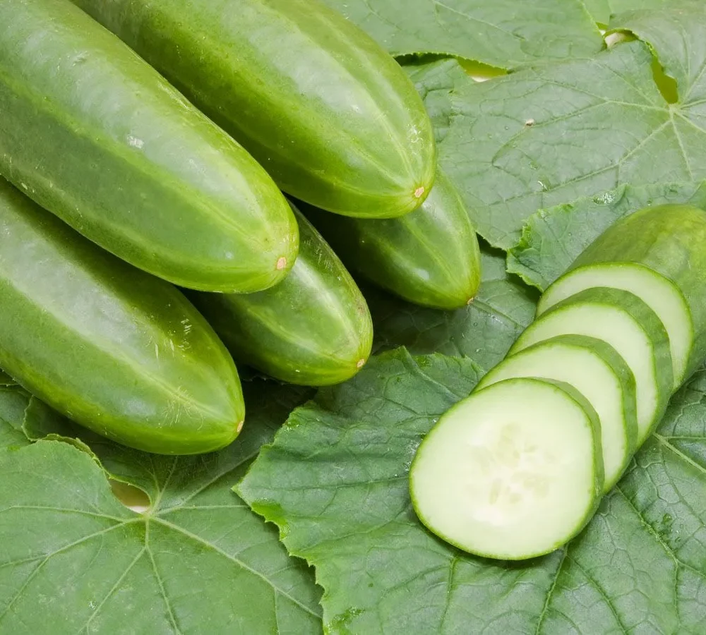 Solatna kumara Persika