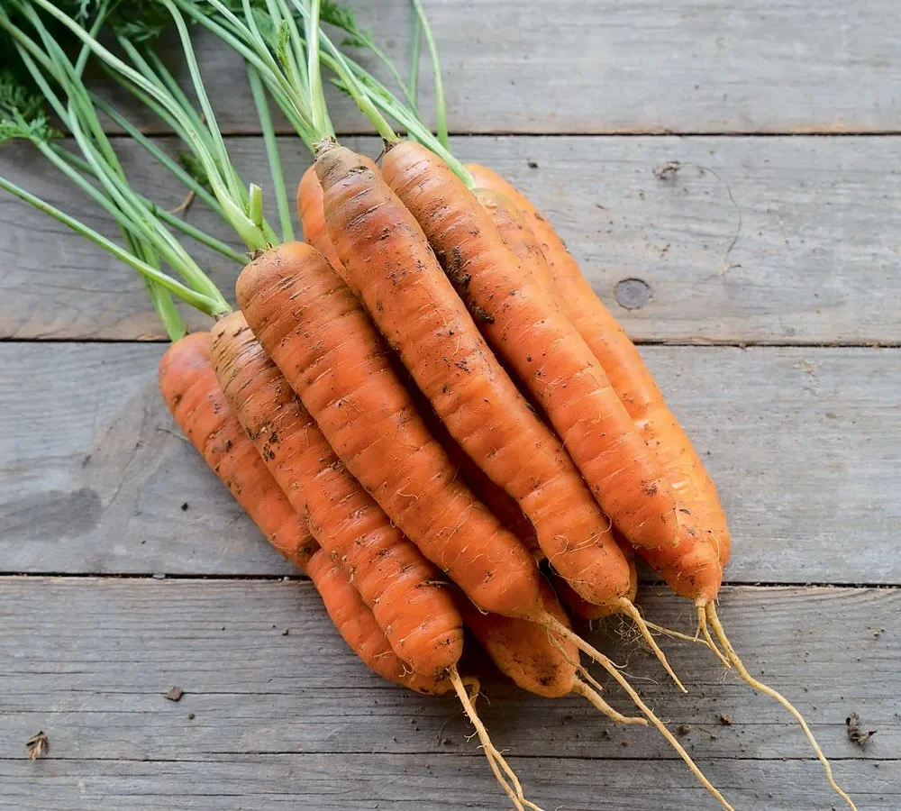 Korenje Nantaise 2 / Milan