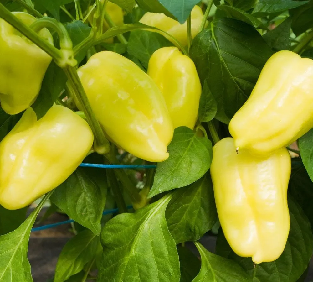 Sladka paprika Pusztagold