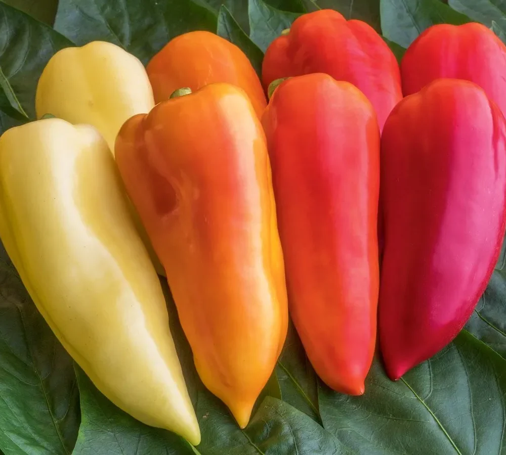 Sladka paprika Ferenc Tender