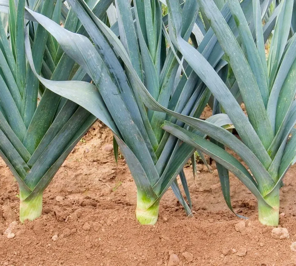 Por Blaug­rüner Winter