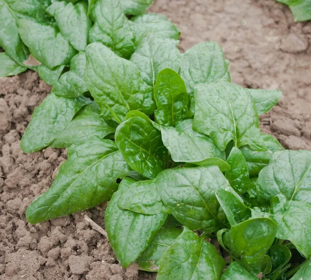 Špinača Winterriesen / Verdil