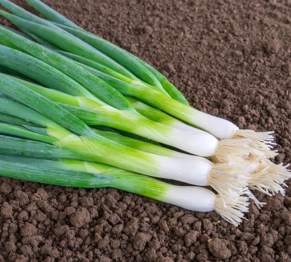 Mlada čebula Ischikrona