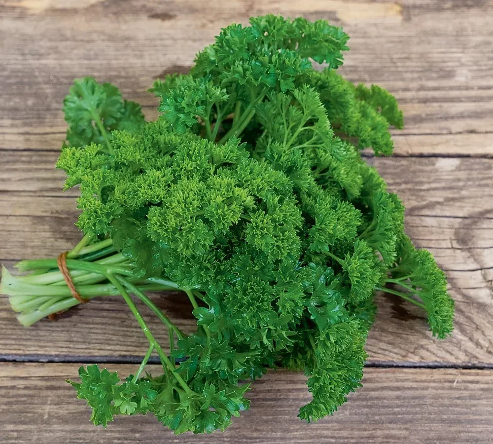 Kodrolistni peteršilj Mooskrause 2
