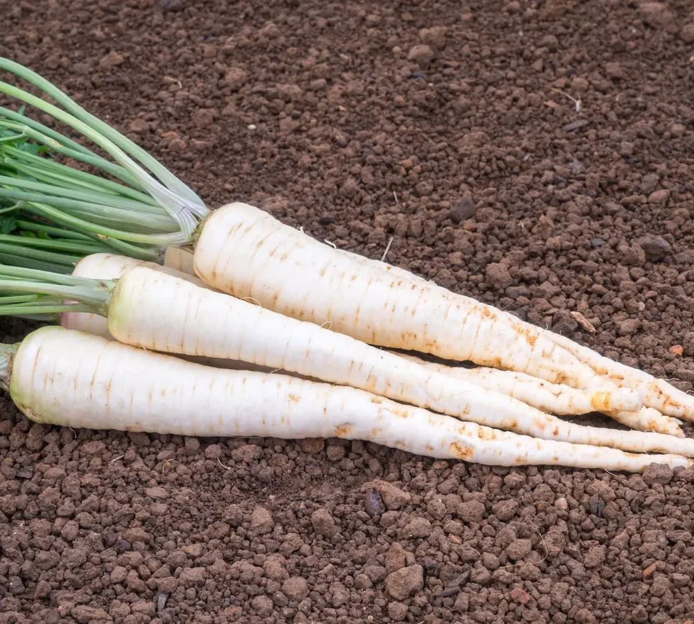 Peteršilj Halblange