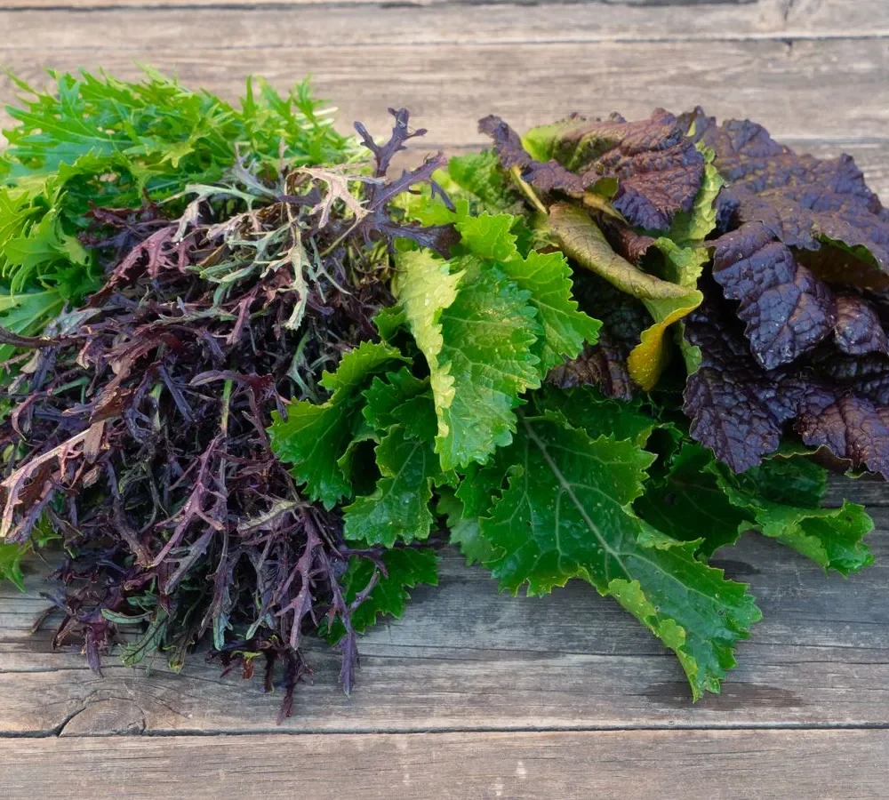 Mešanica azijske listne zelenjave