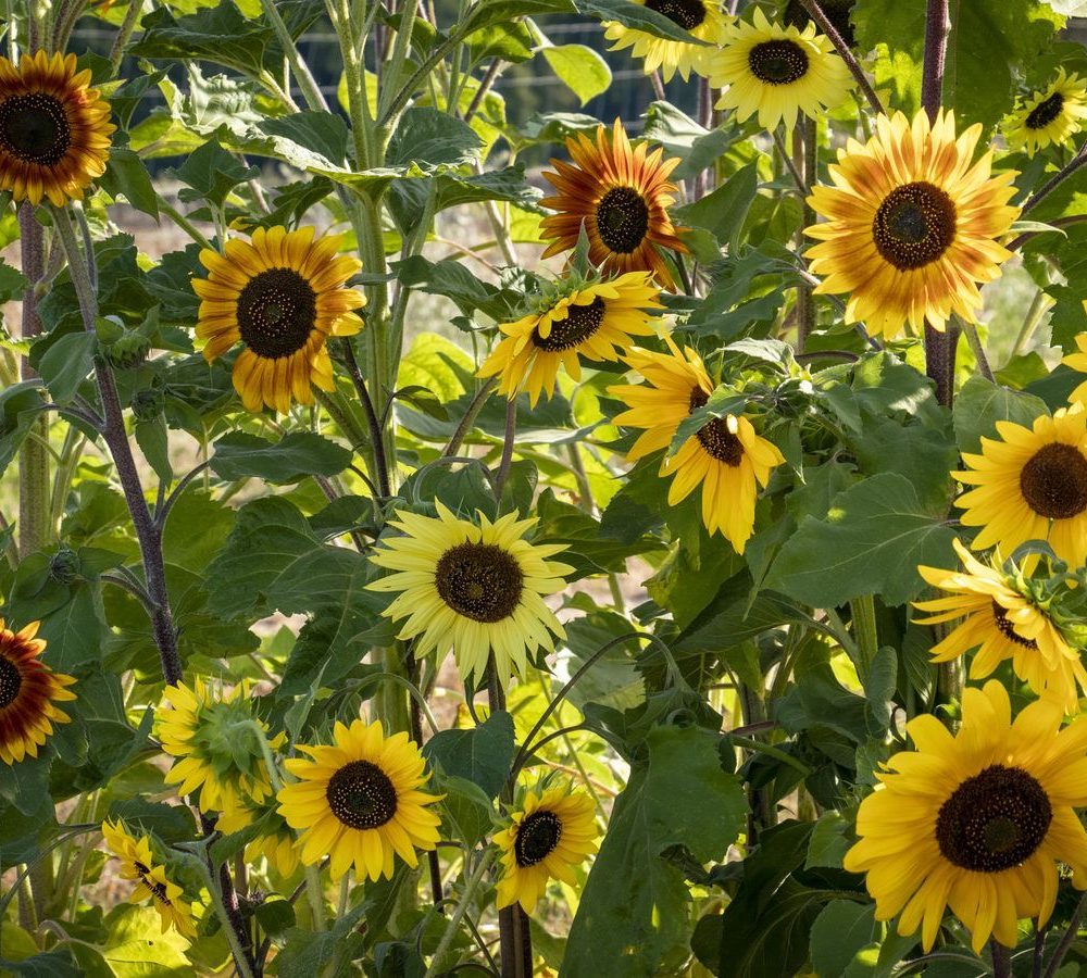 Mešanica sončnic "La Torre"