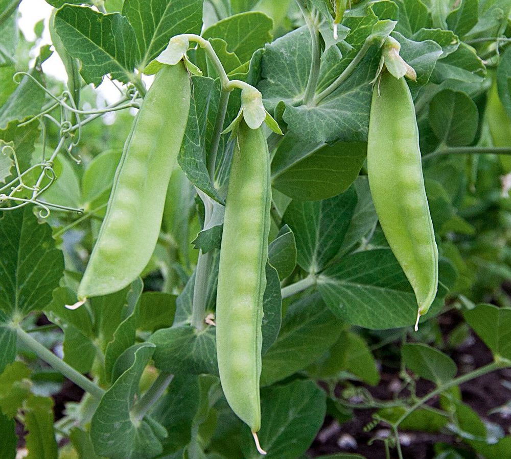 Sladkorni grah Ambrosia