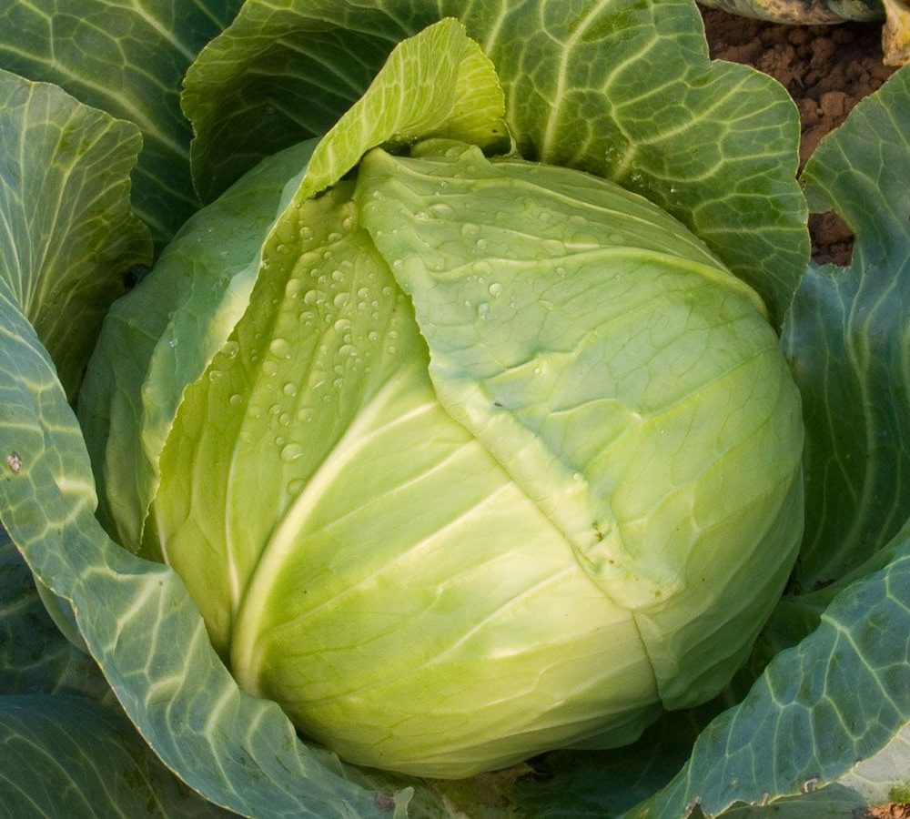 Belo zelje "Holsteiner Platter"