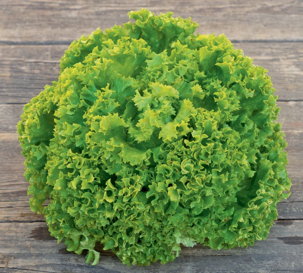 Listnata solata Lollo Bionda