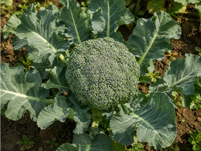 Brokoli Calinaro na vrtu