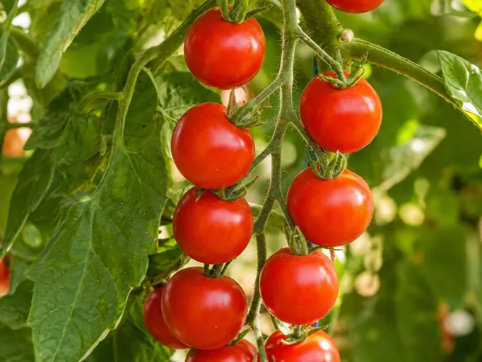 Češnjev paradižnik Zuckertraube z rdečimi plodovi