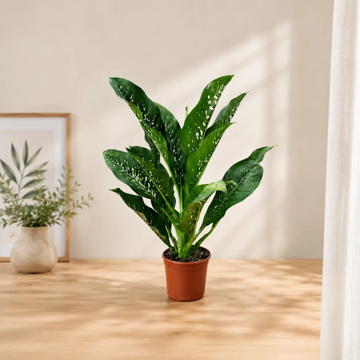 Dieffenbachia Crocodile sobna rastlina
