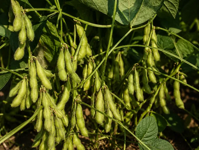 Edamame Hokkai Green z zelenimi stroki