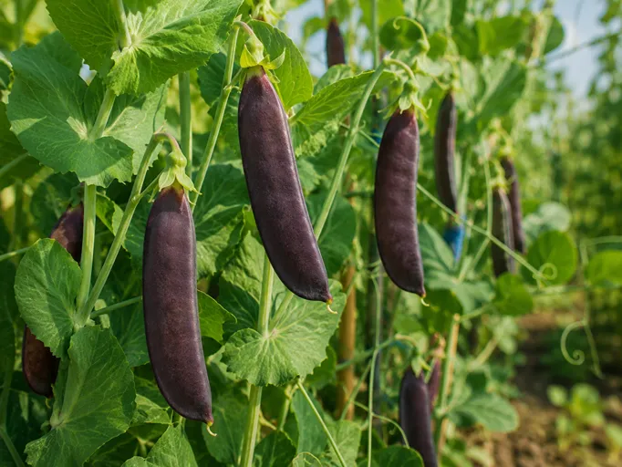 Grah Blauwschokker z vijoličnimi stroki