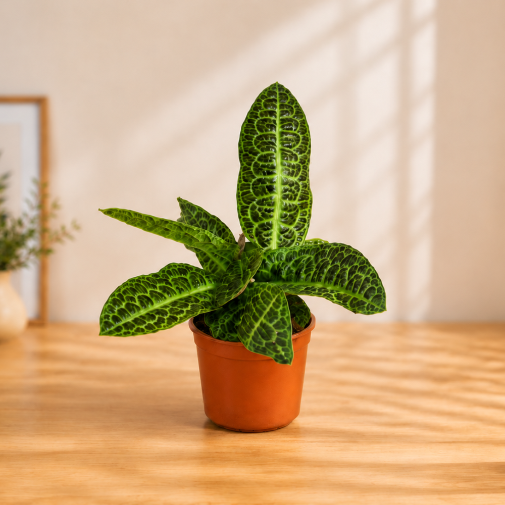 Labisia obtusifolia Jabi – redka zbirateljska sobna rastlina