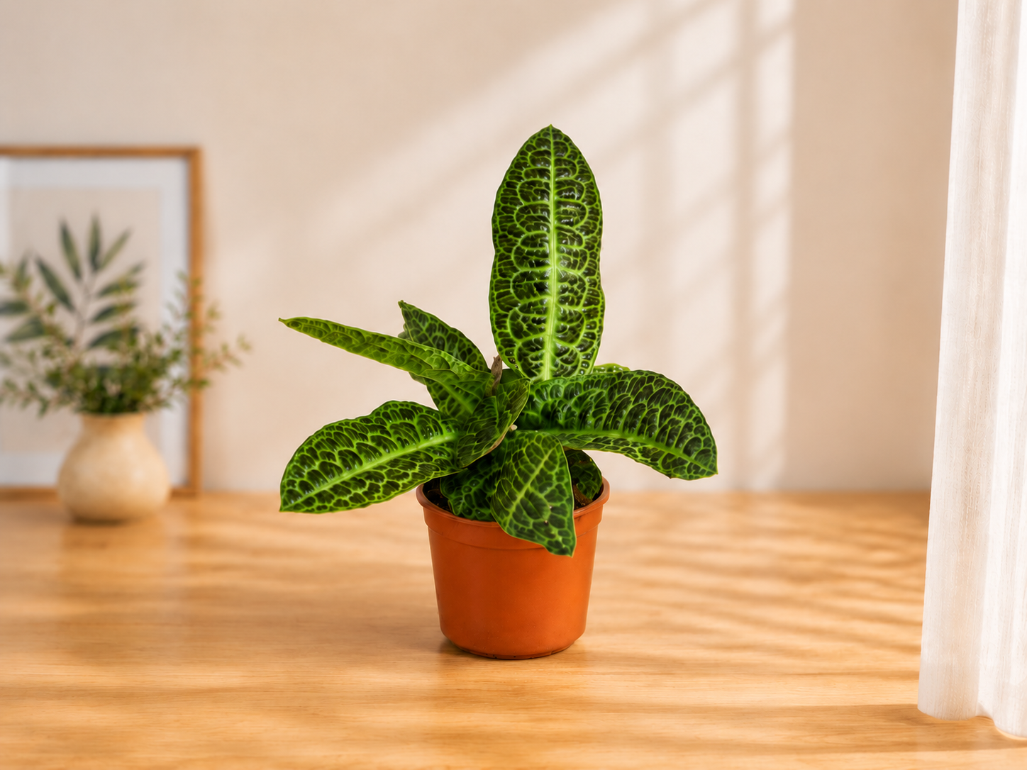 Labisia obtusifolia Jabi – redka zbirateljska sobna rastlina