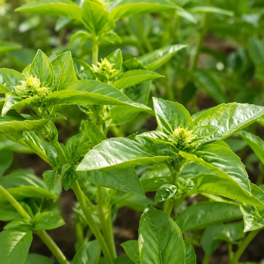 Limonska bazilika z drobnimi zelenimi listi