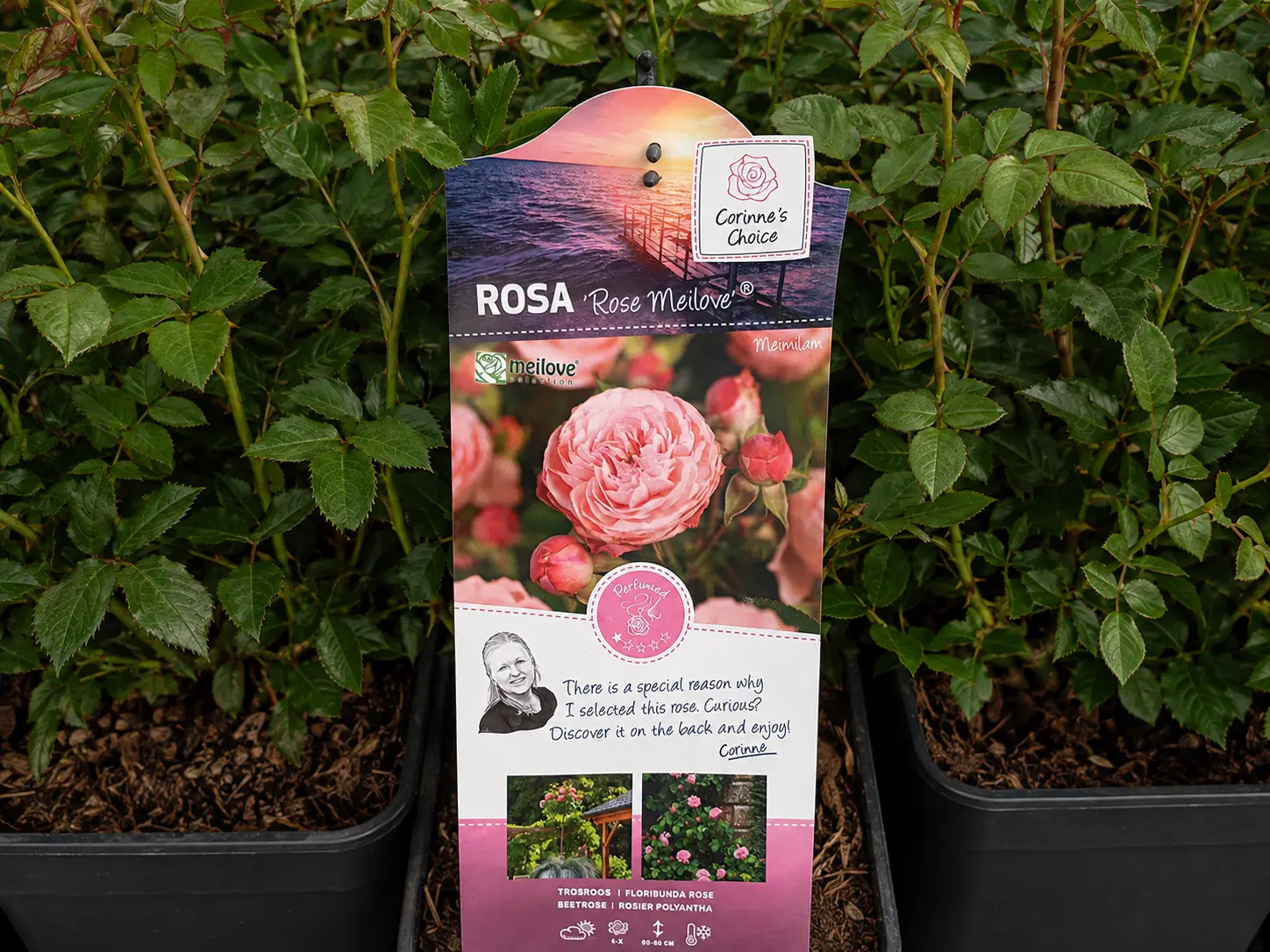 Sadika vrtnice Rose Meilove Corinne’s Choice