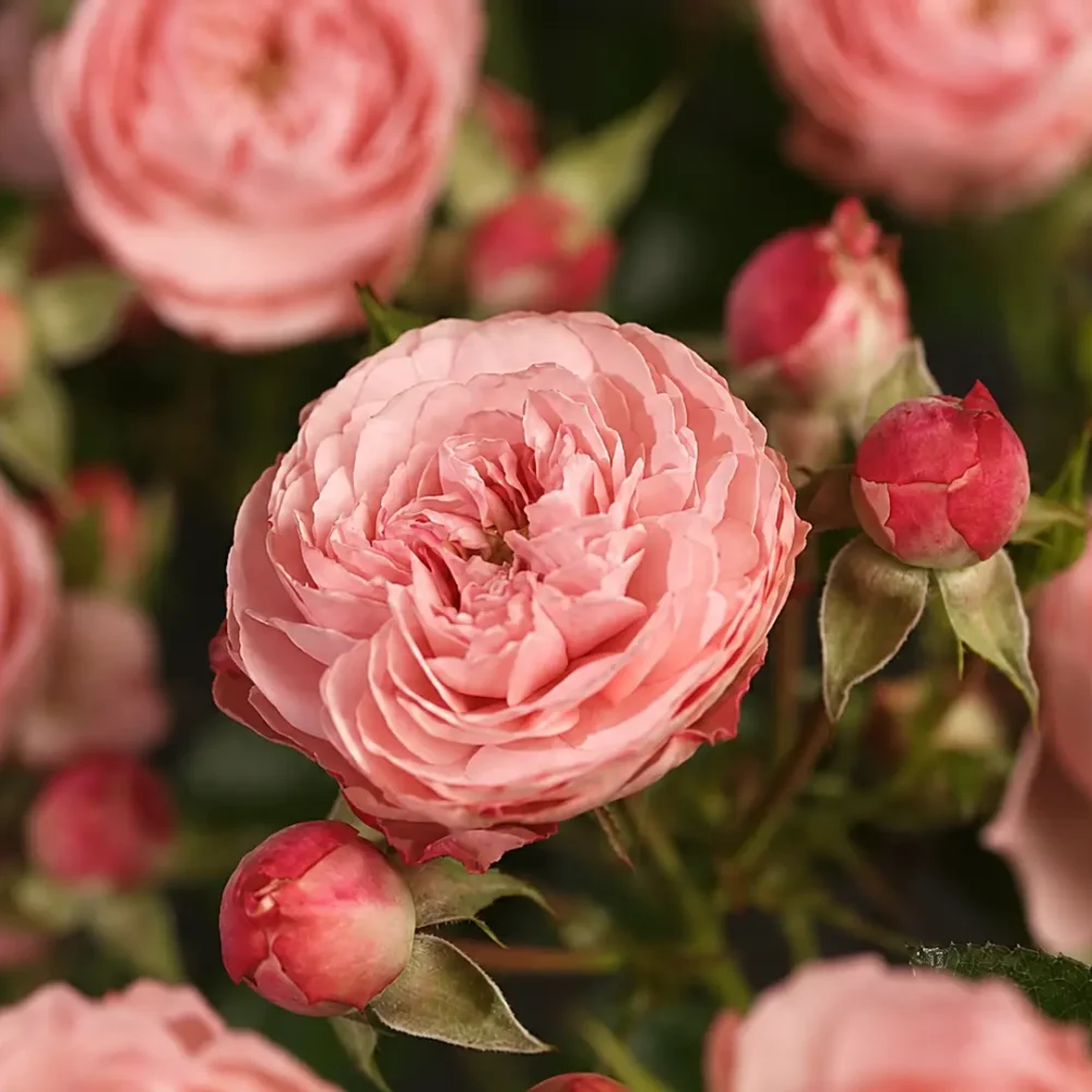 Vrtnica Rose Meilove z nežno rožnatimi cvetovi