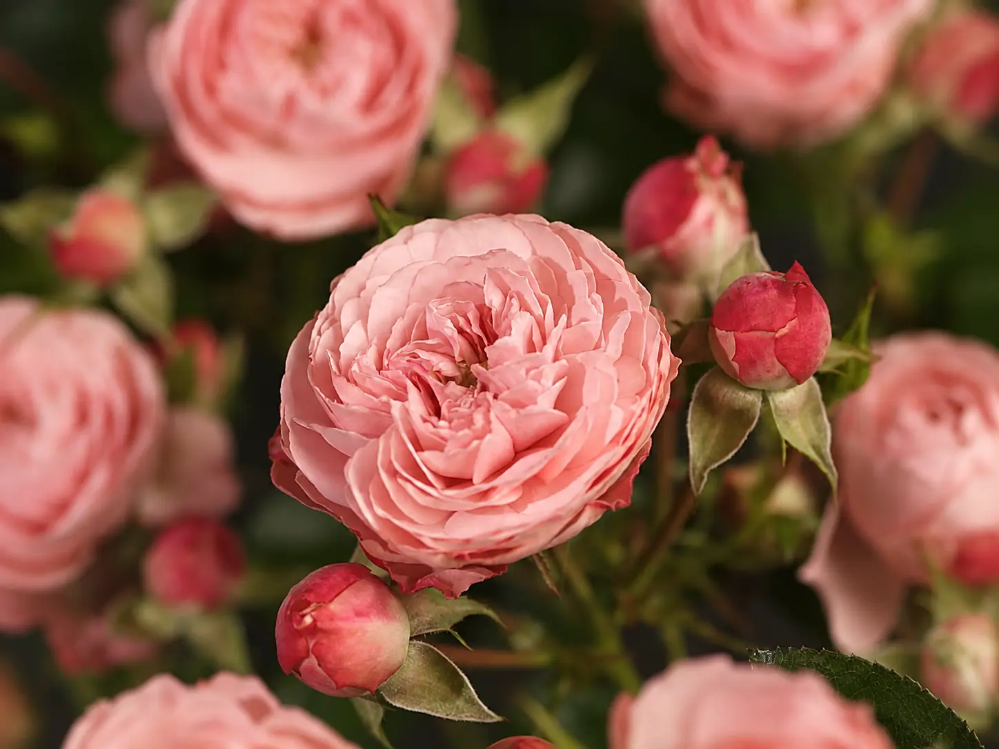 Vrtnica Rose Meilove z nežno rožnatimi cvetovi