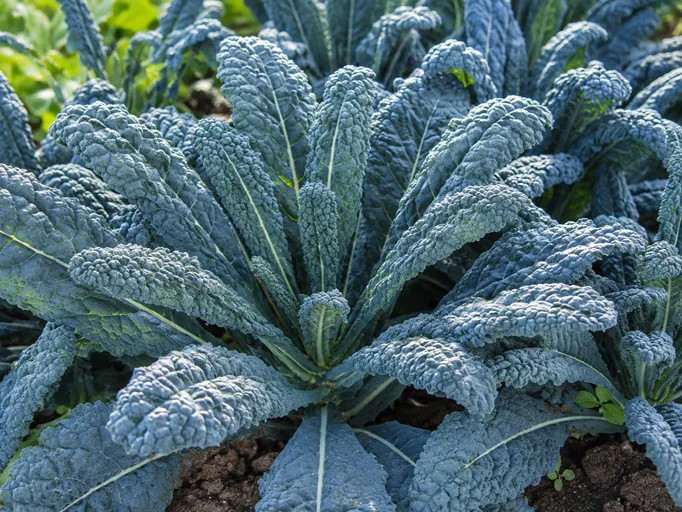 Palmovo zelje Nero di Toscana s temno zelenimi nagubanimi listi na vrtu